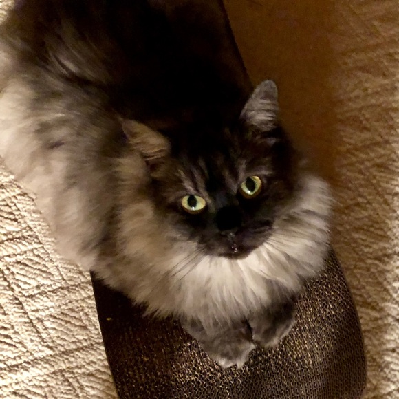 Meet your Posher, Sharon - Picture 2 of 8